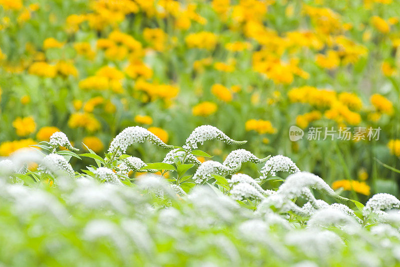 鹅颈Loosestrife (Lysimachia clethroides) - II